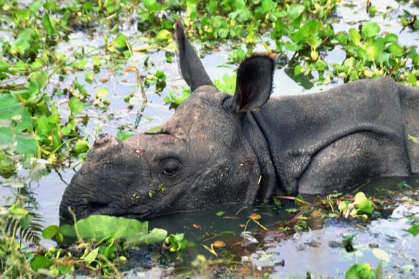 assam flood kaziranga national park witness 150 animals death