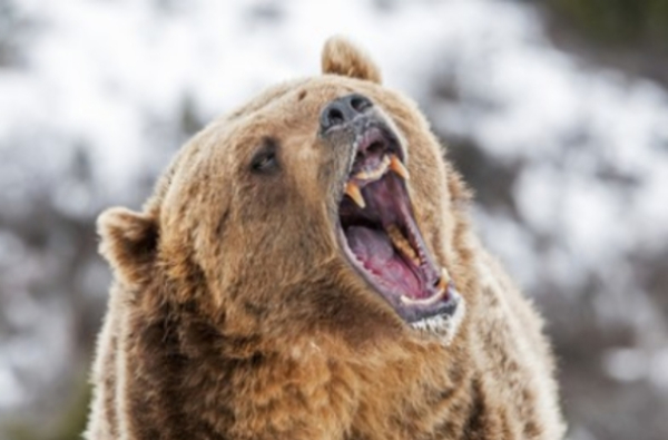 north tripura wild bear attacks farmer- died